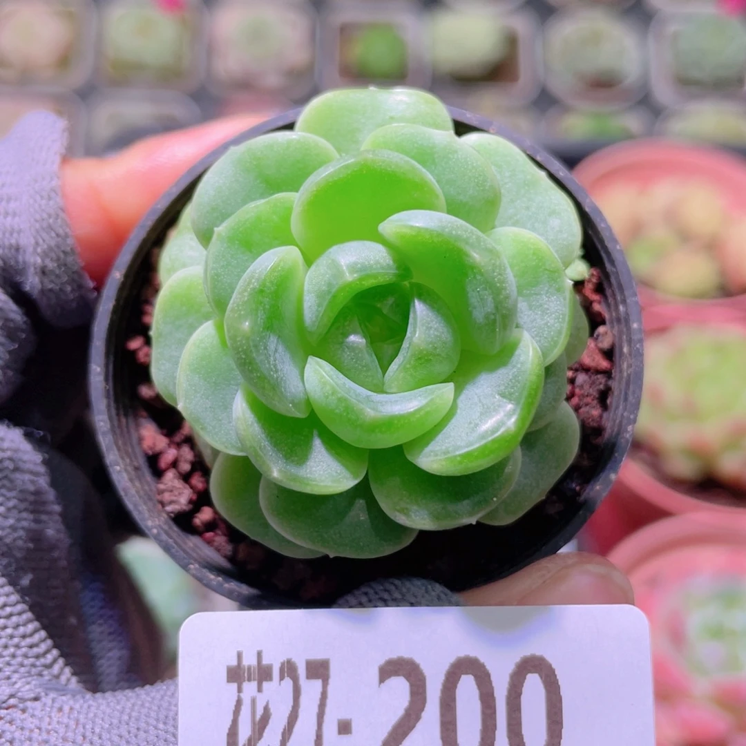 花利美27-200瑶心