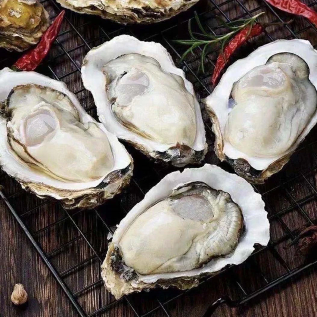 新鲜生蚝 肉质饱满  半斤一个 到手5斤 8个左右 送吃蚝工具