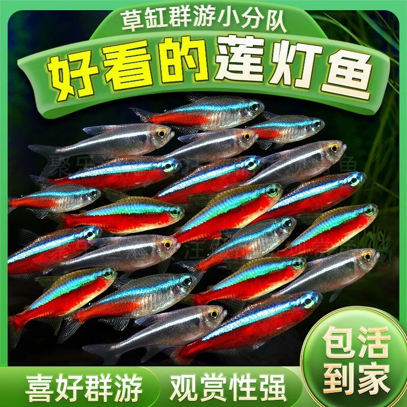 【宝莲灯-红绿灯】各种小型热带灯鱼好养新手淡水鱼群游