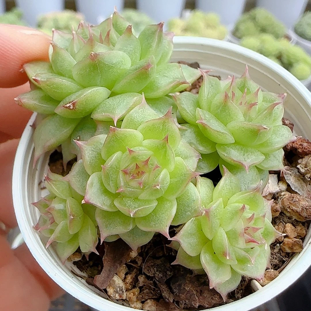 【闪购商品】0928-72糖心海王