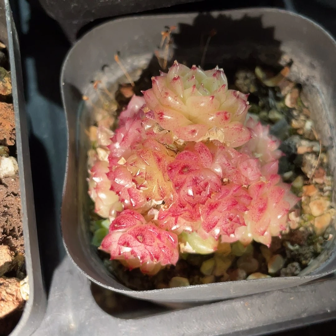 优选麦秆精品320