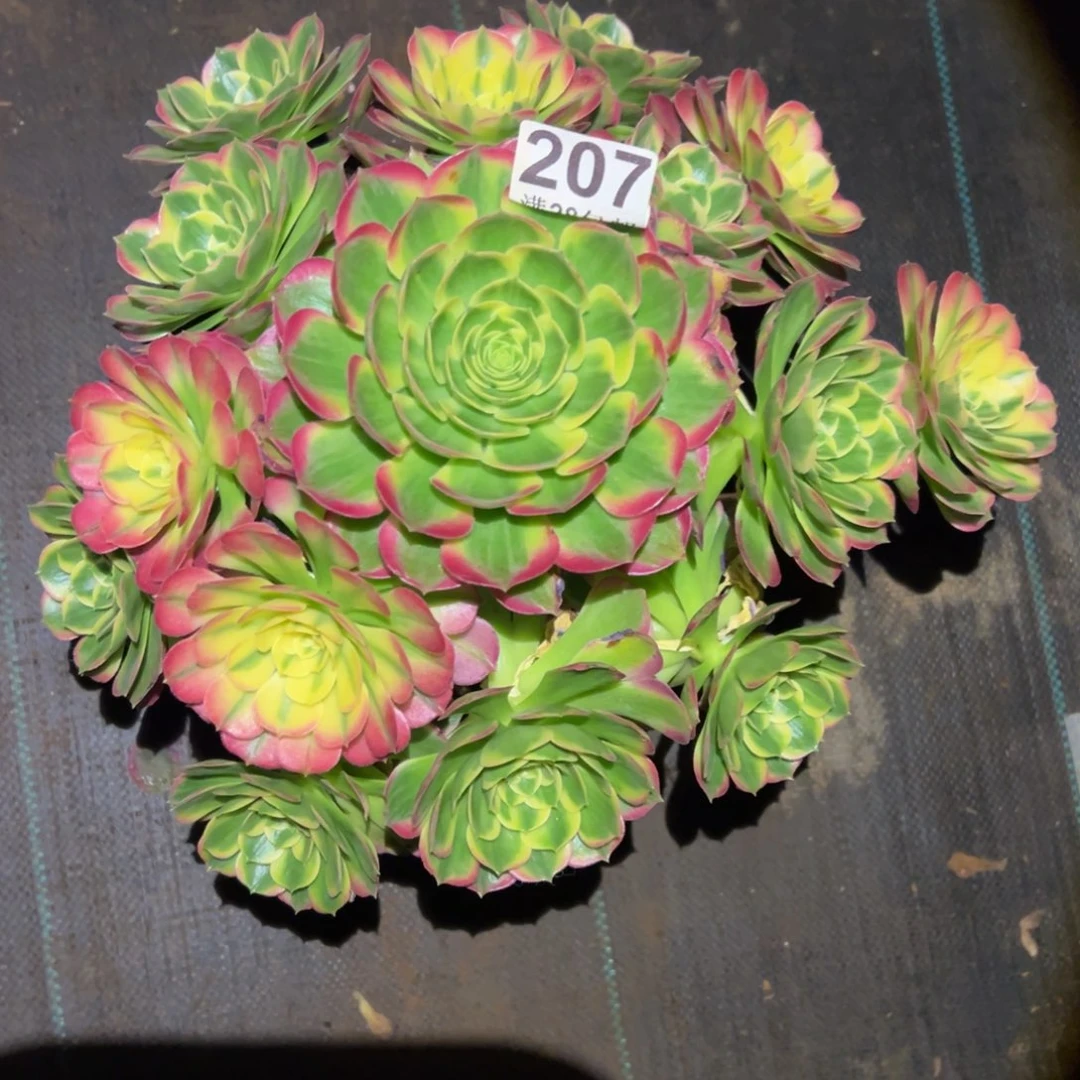 多肉植物207海仙的