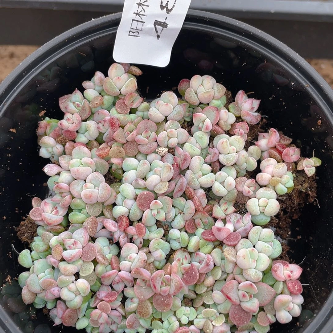 多肉植物多肉植物481