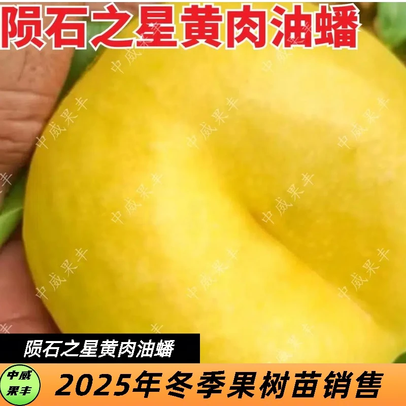 陨石之星黄肉油蟠 7月上旬成熟 北方抗寒强南方抗病强不裂果