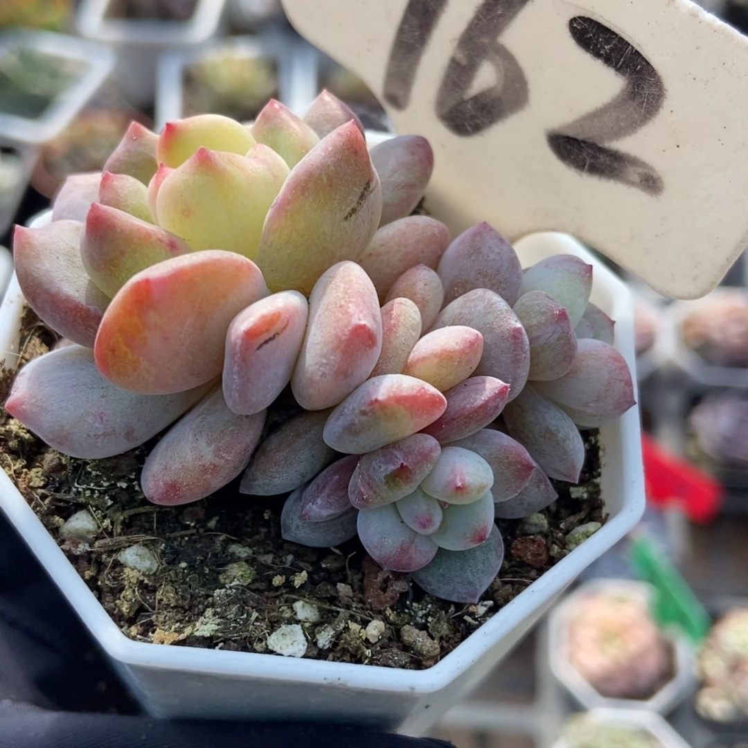 962石化星影多肉植物