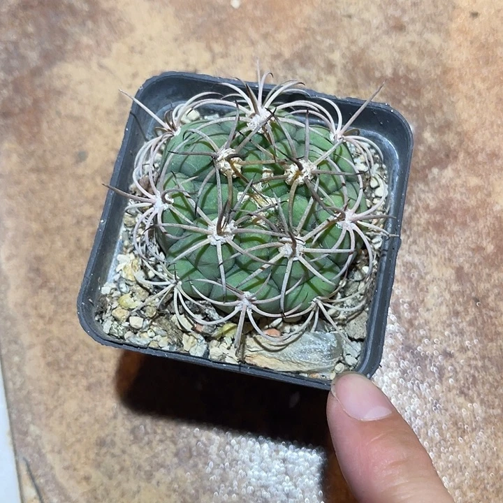 无花朵实生龟甲豪刺碧岩玉