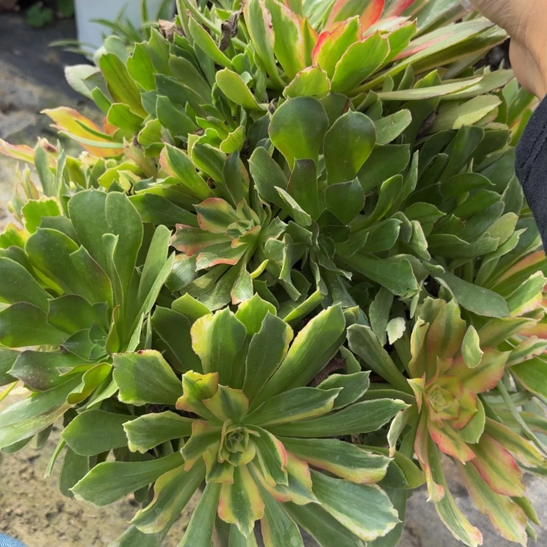 725多肉植物捧花的时候