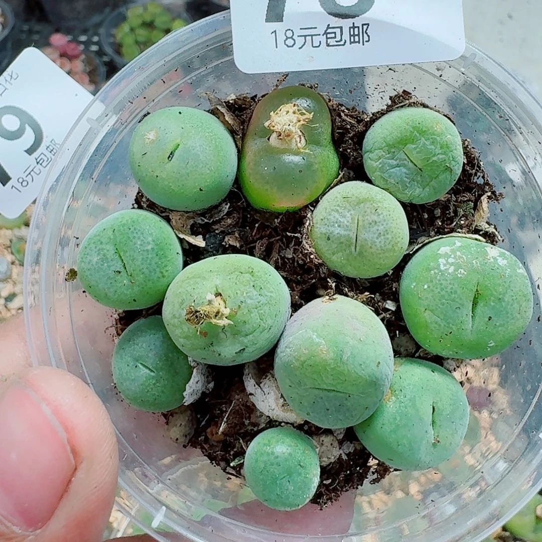 78多肉植物多肉植物