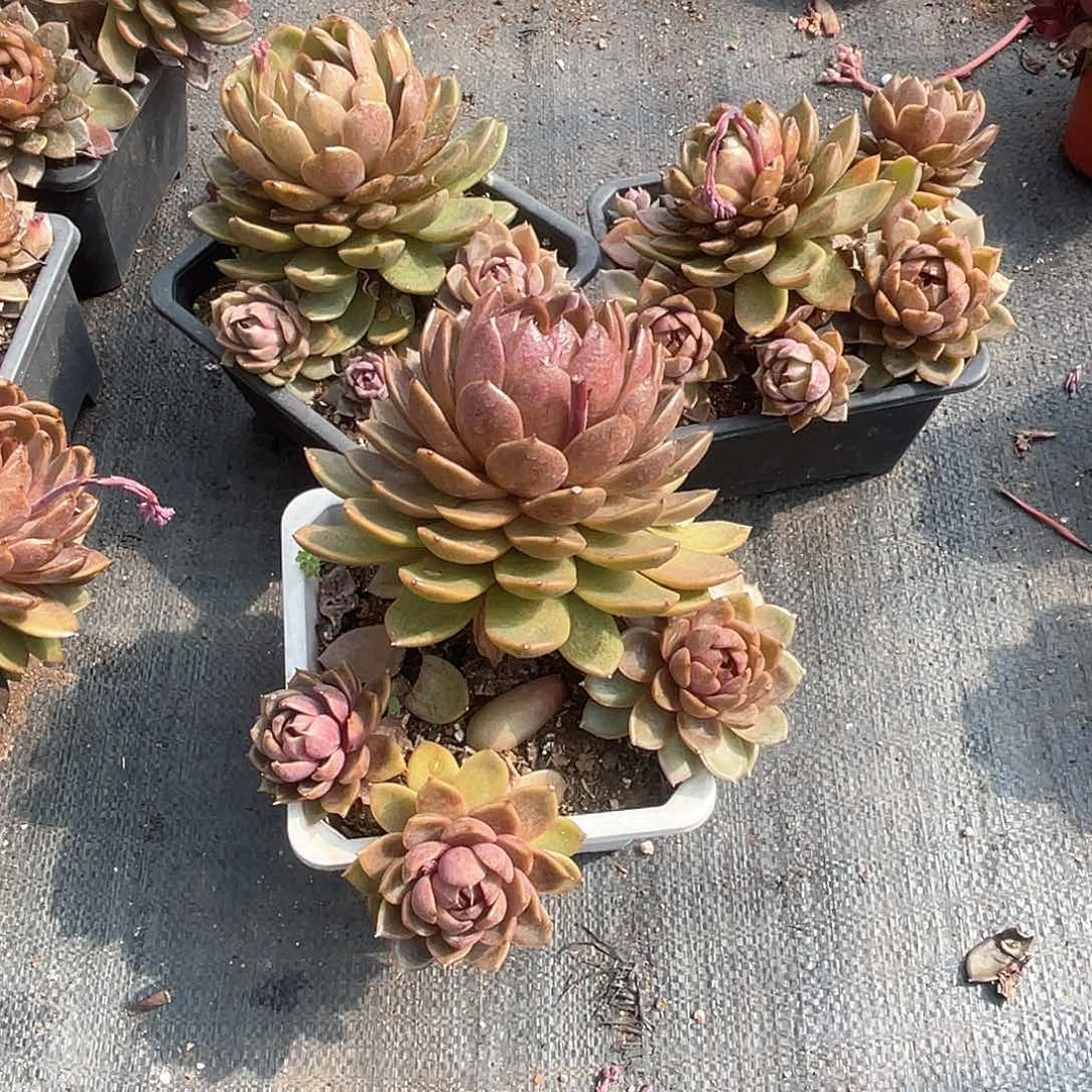 四头起巧克力莫斯28米 量拍多肉