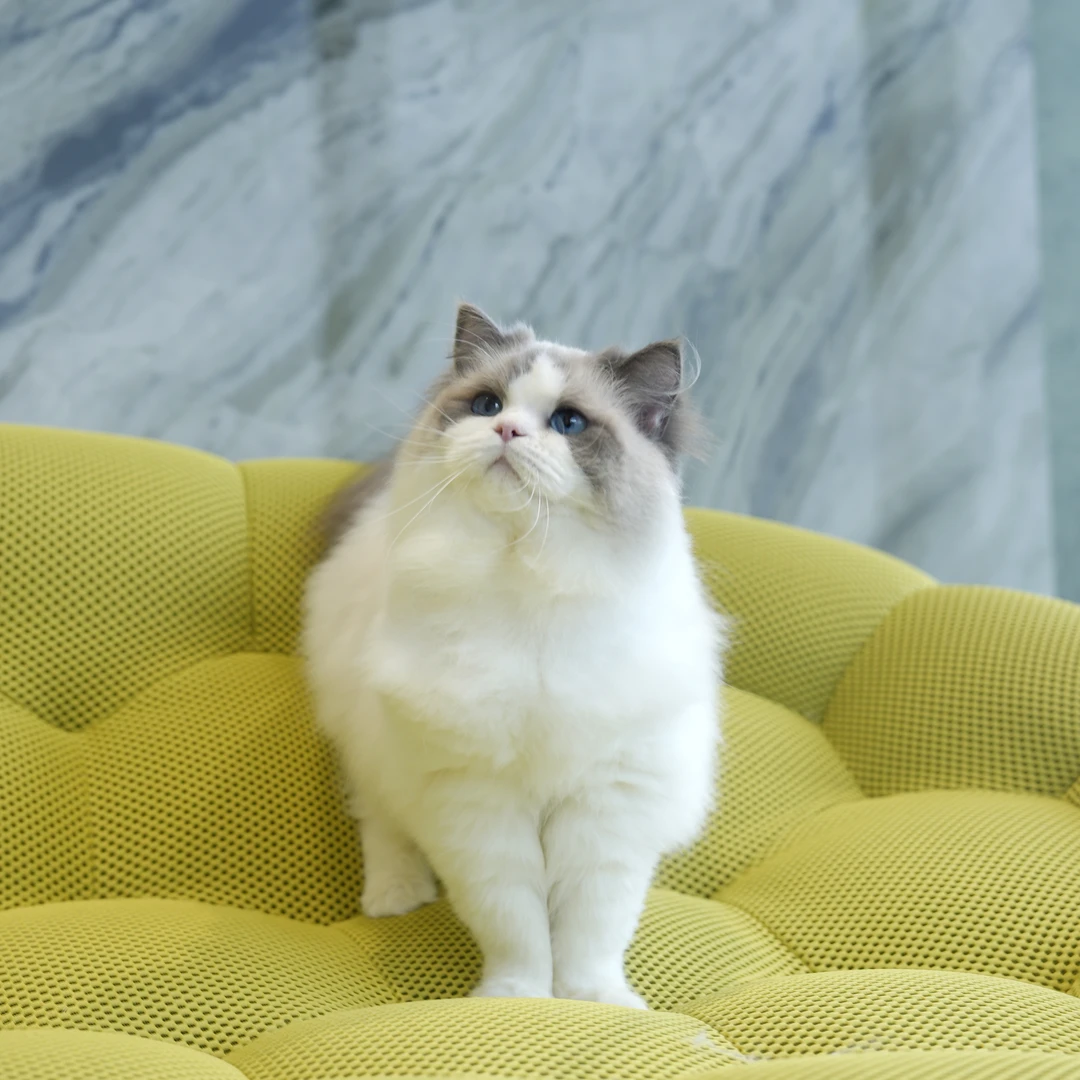 【云梦猫舍】布偶新脸版蓝双弟弟（小猪咪）