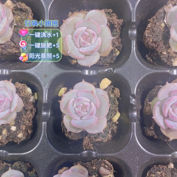 【满10颗包邮】露娜莲