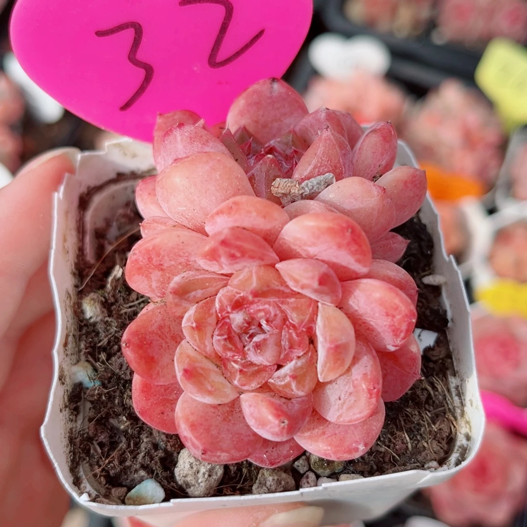 32号小老桩糖心双头