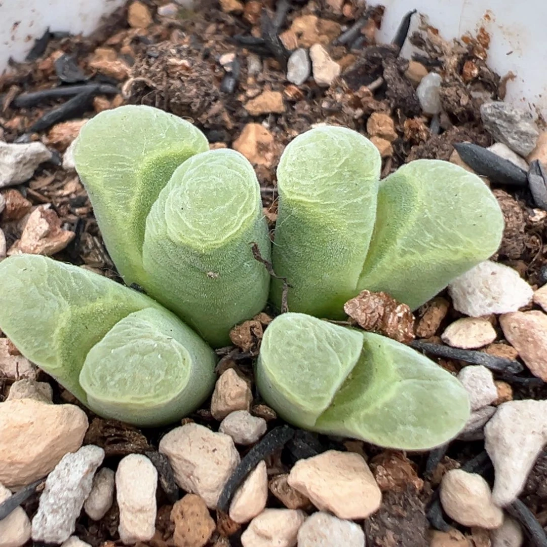90多肉植物百科知识