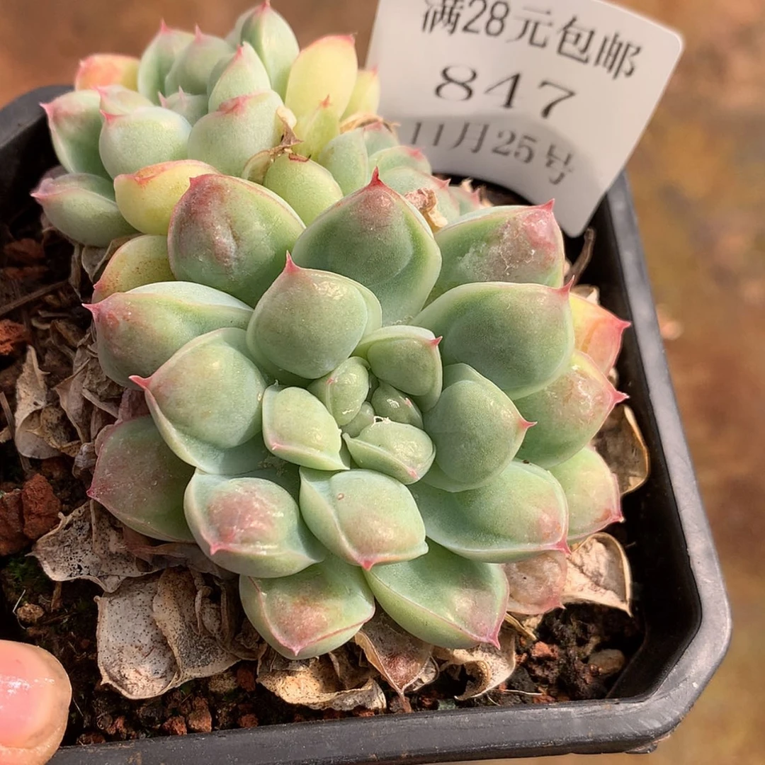 【闪购商品】云847号