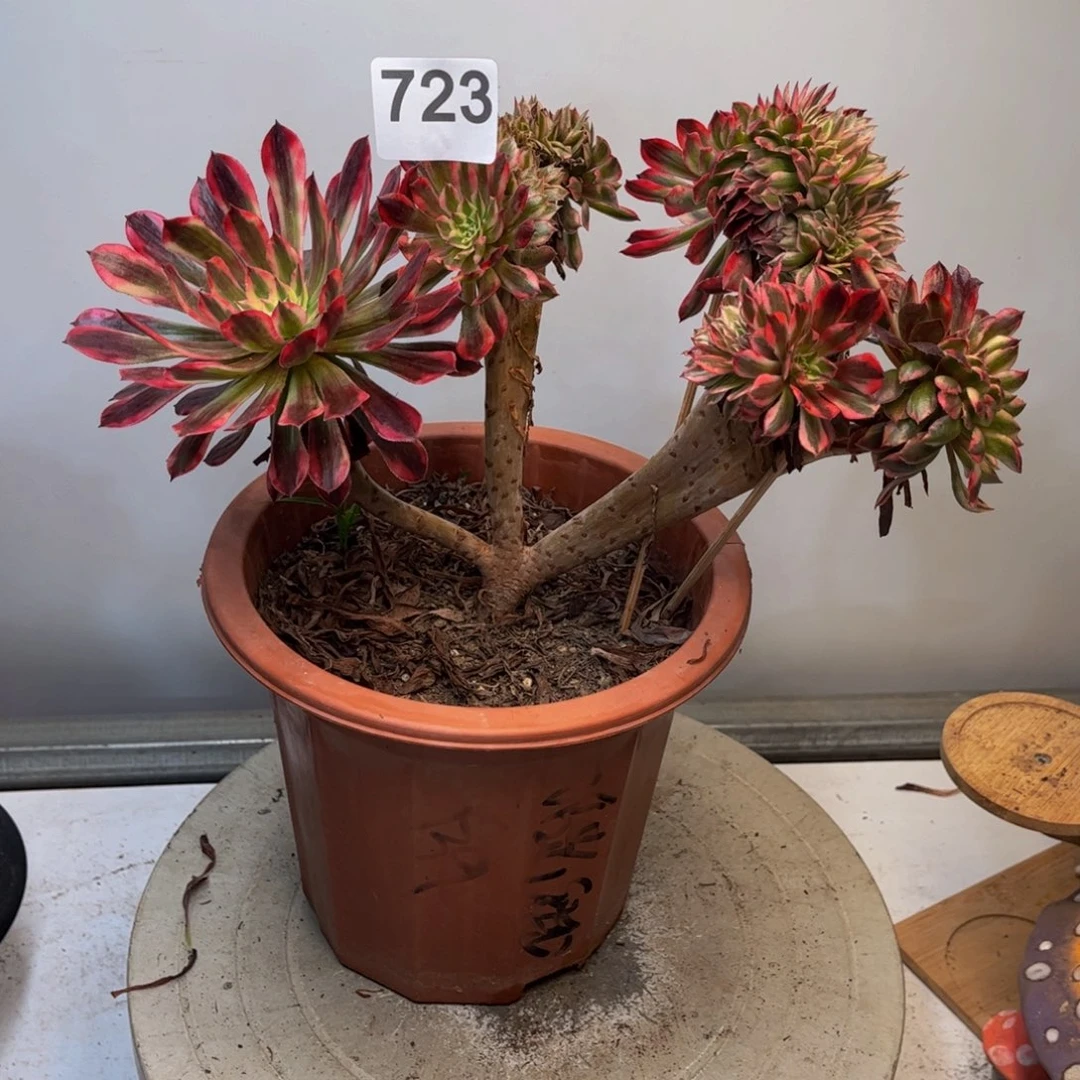多肉植物黑瞳白缀723