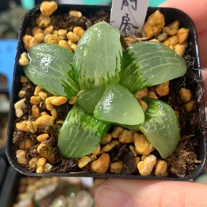 糯阿方宫锦一物一拍