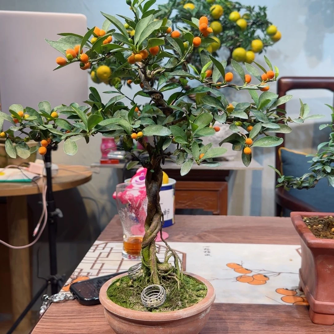 当前无花朵，栽培后可花朵H****x