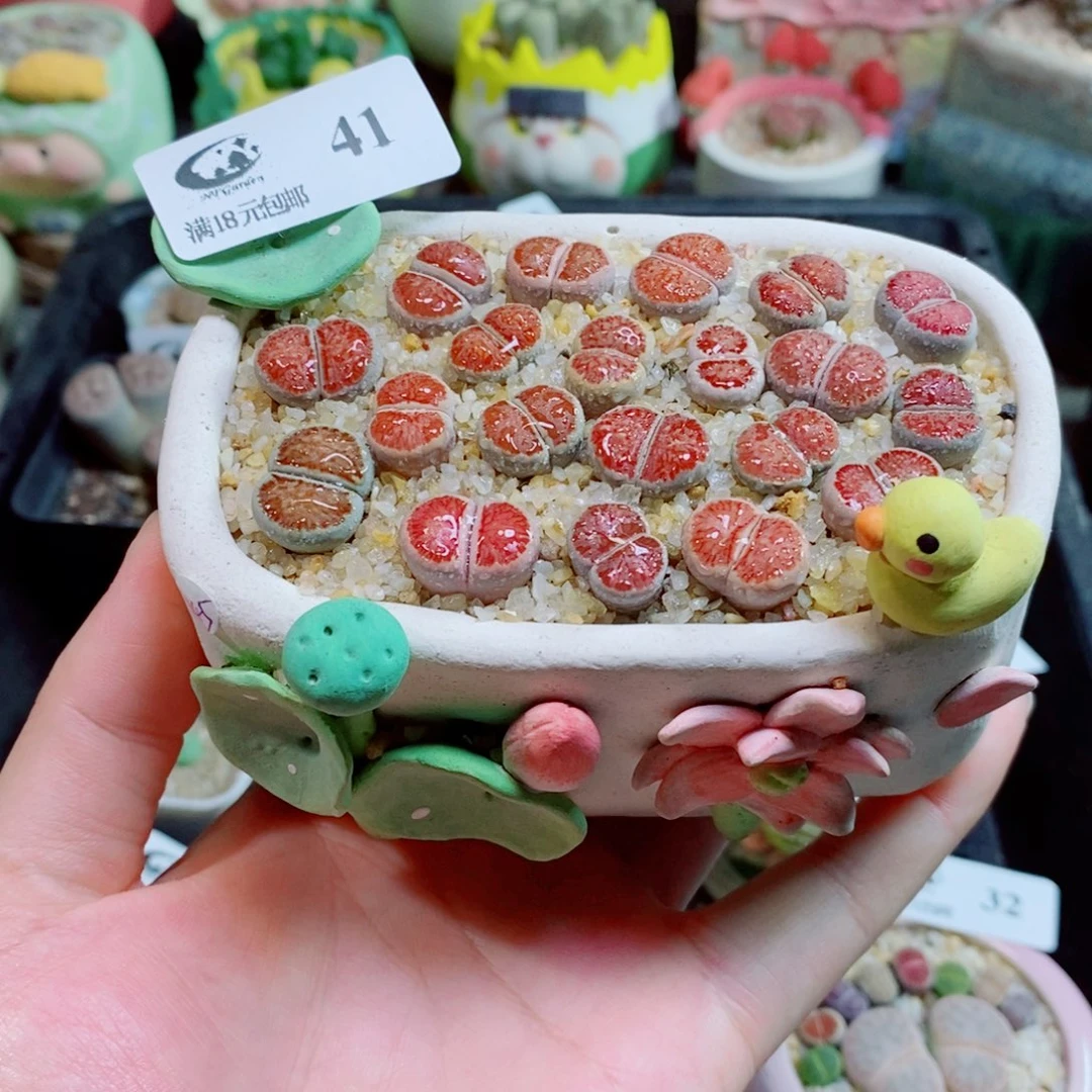 生石花花花花花花41