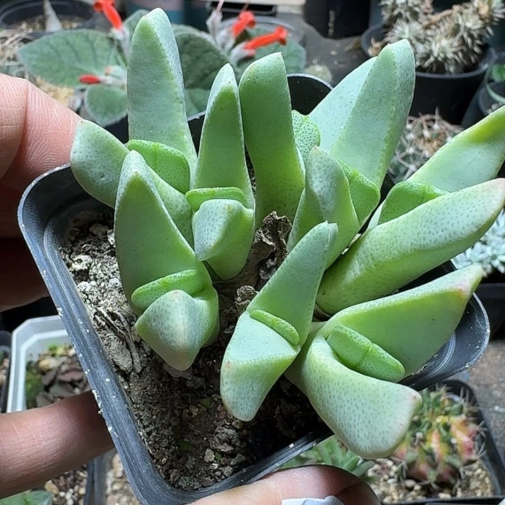 765斑马虾钳脱土发货