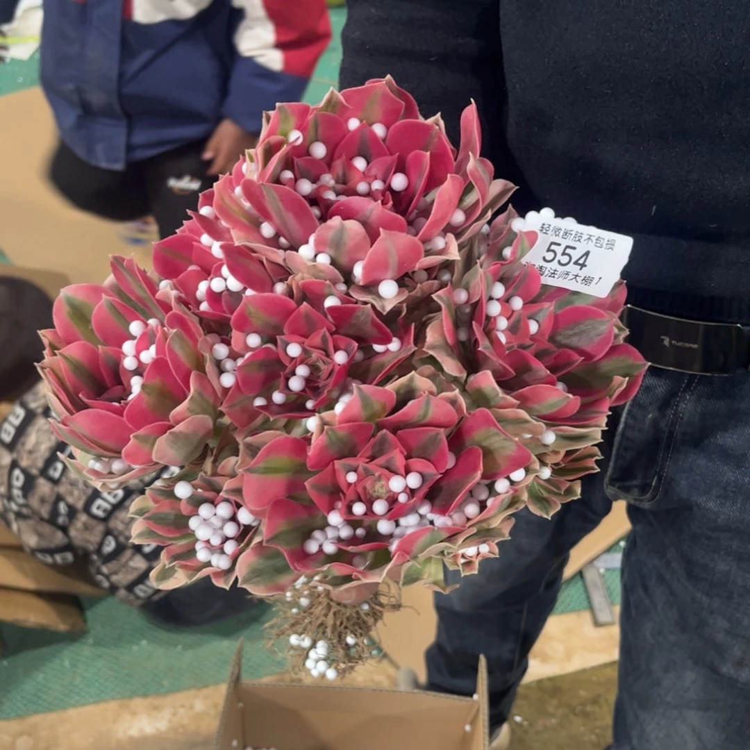 554粉女巫多肉植物法师