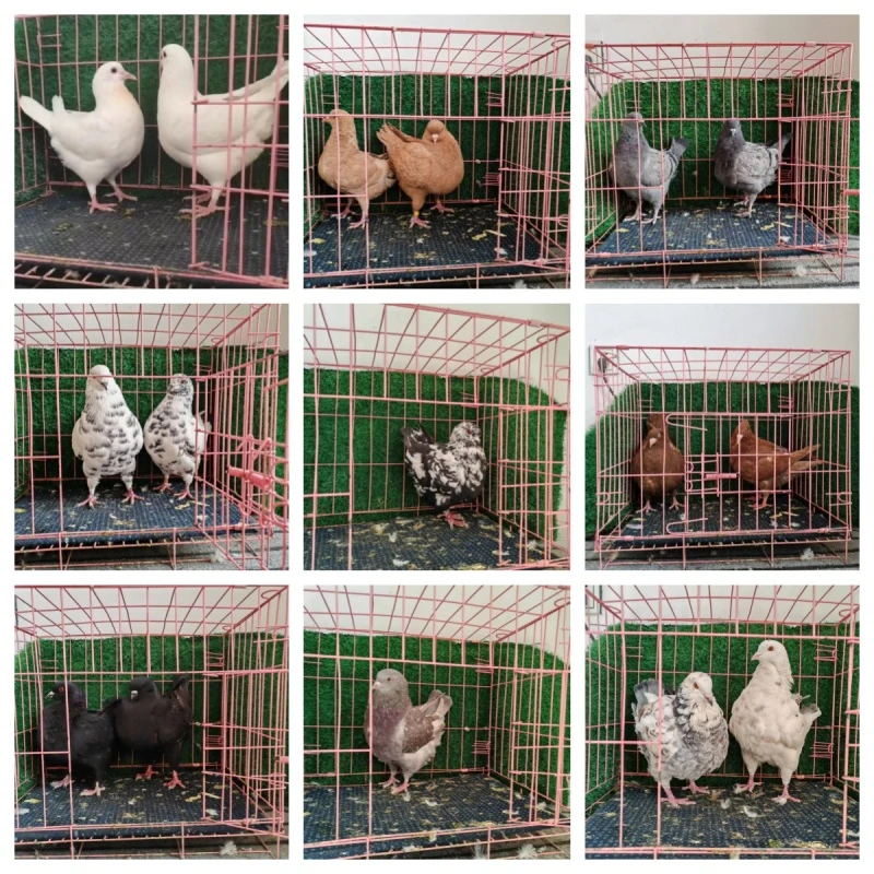 元宝鸽子圆环观赏鸽子