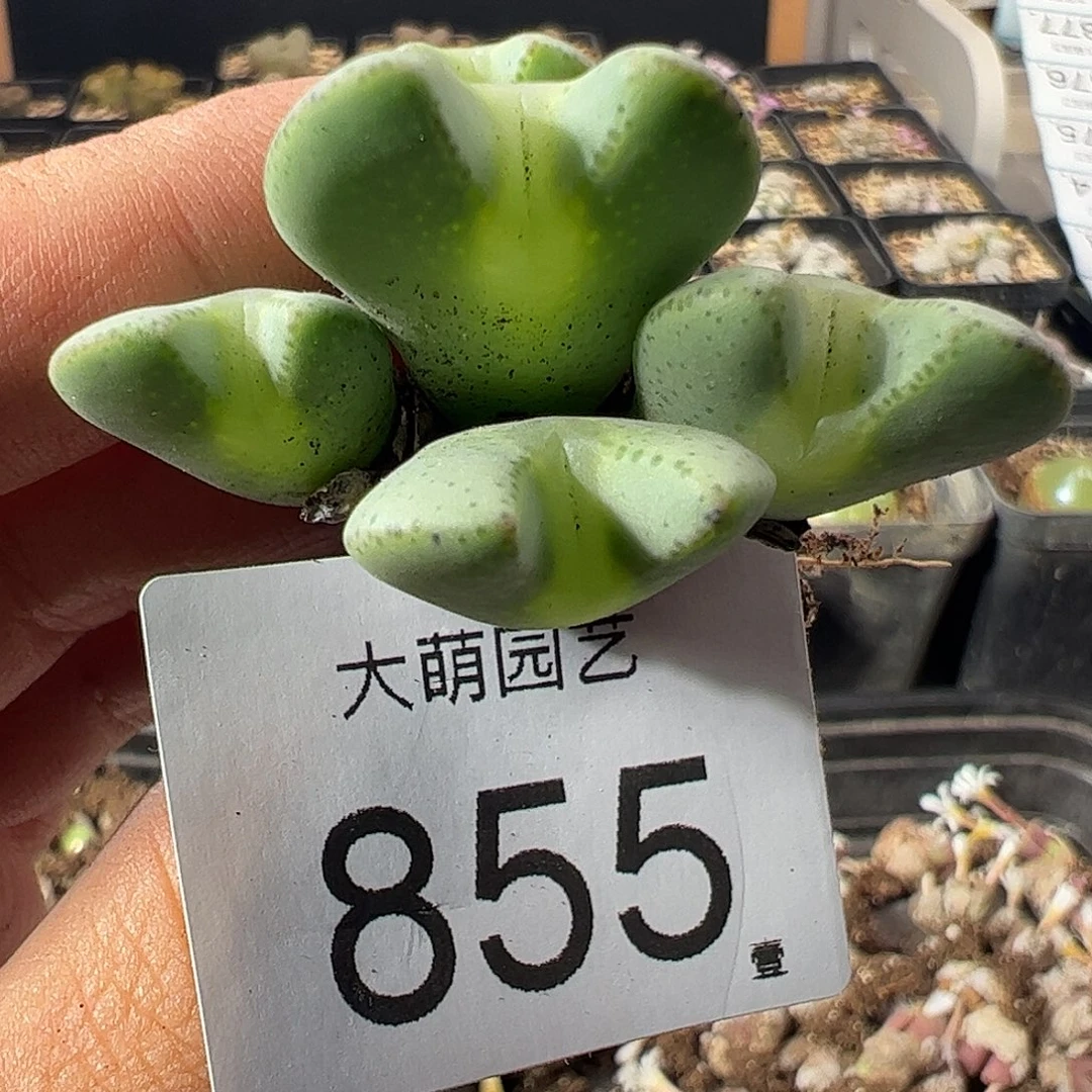 一物一拍。        855