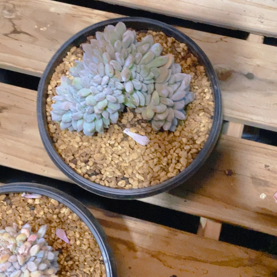 招*喵星影盘龙缀化