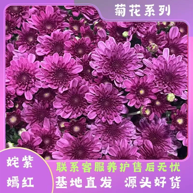 【姹紫嫣红】球菊多季节开花耐热耐晒耐寒室内室外地栽盆栽易养护