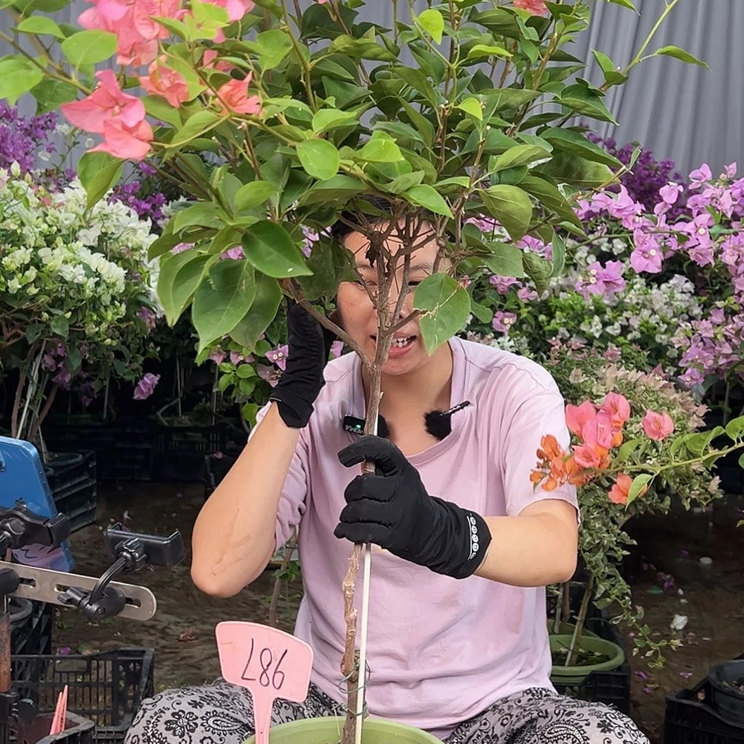 夏***风大部分花苞少量开放L86波妹