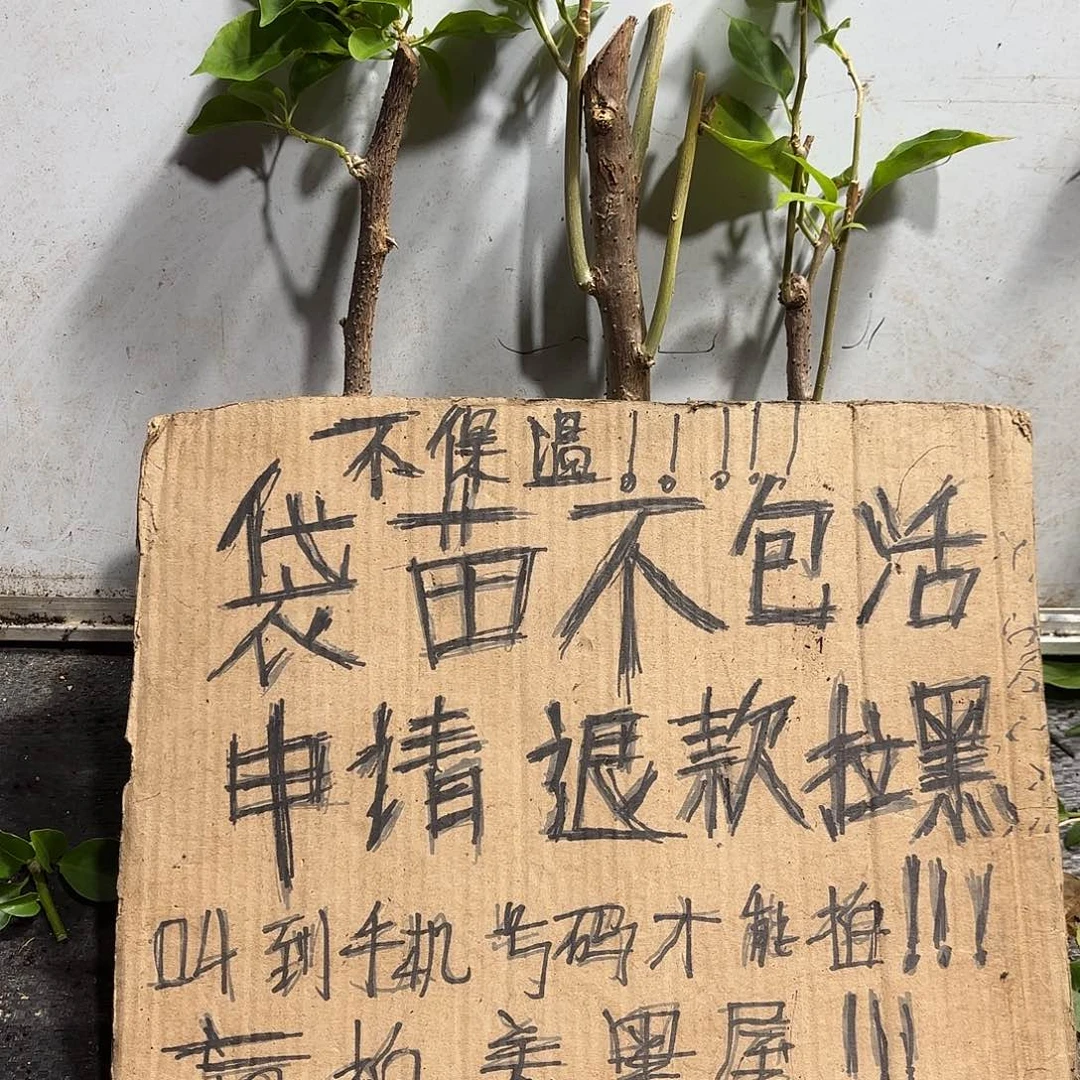 用***8无花朵袋苗盲盒三颗不包活8