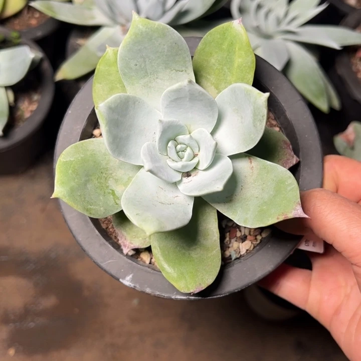 611哈哈哈哈哈哈哈哈