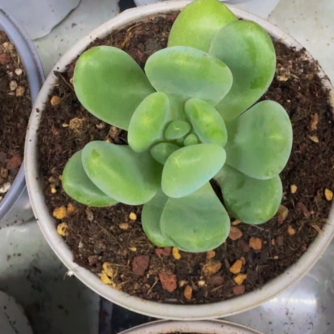 奶龙 单头  一物一拍