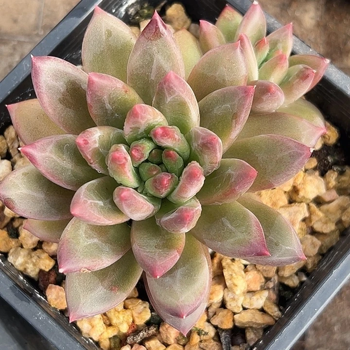 美人杂交特价一物一拍