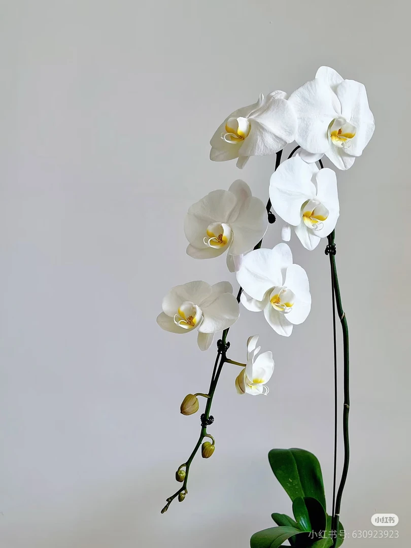 【兰语甄选】（大白V3出梗苗）3.5寸白色超大花型蝴蝶兰苗