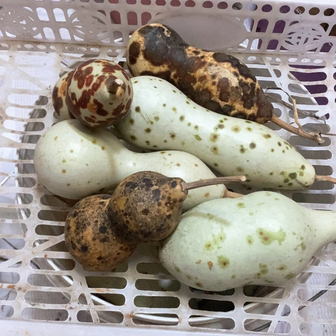 曾*文玩葫芦天然葫芦