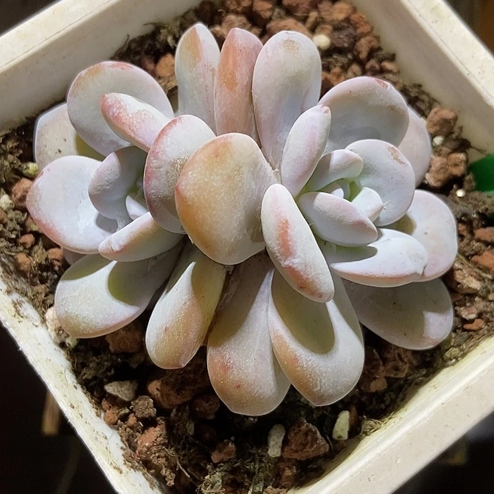 多肉植物雪莲999多肉