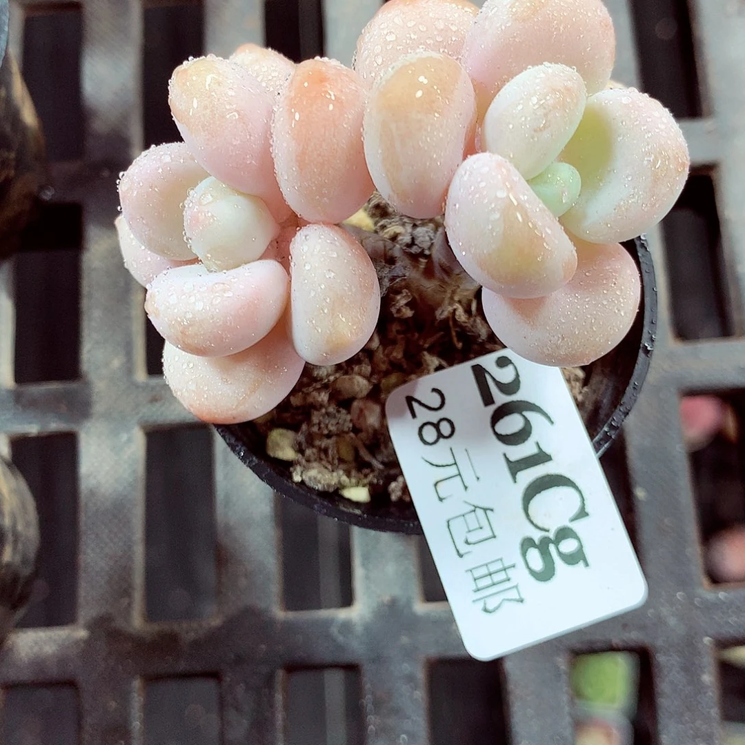 5厘米盆精控多肉261