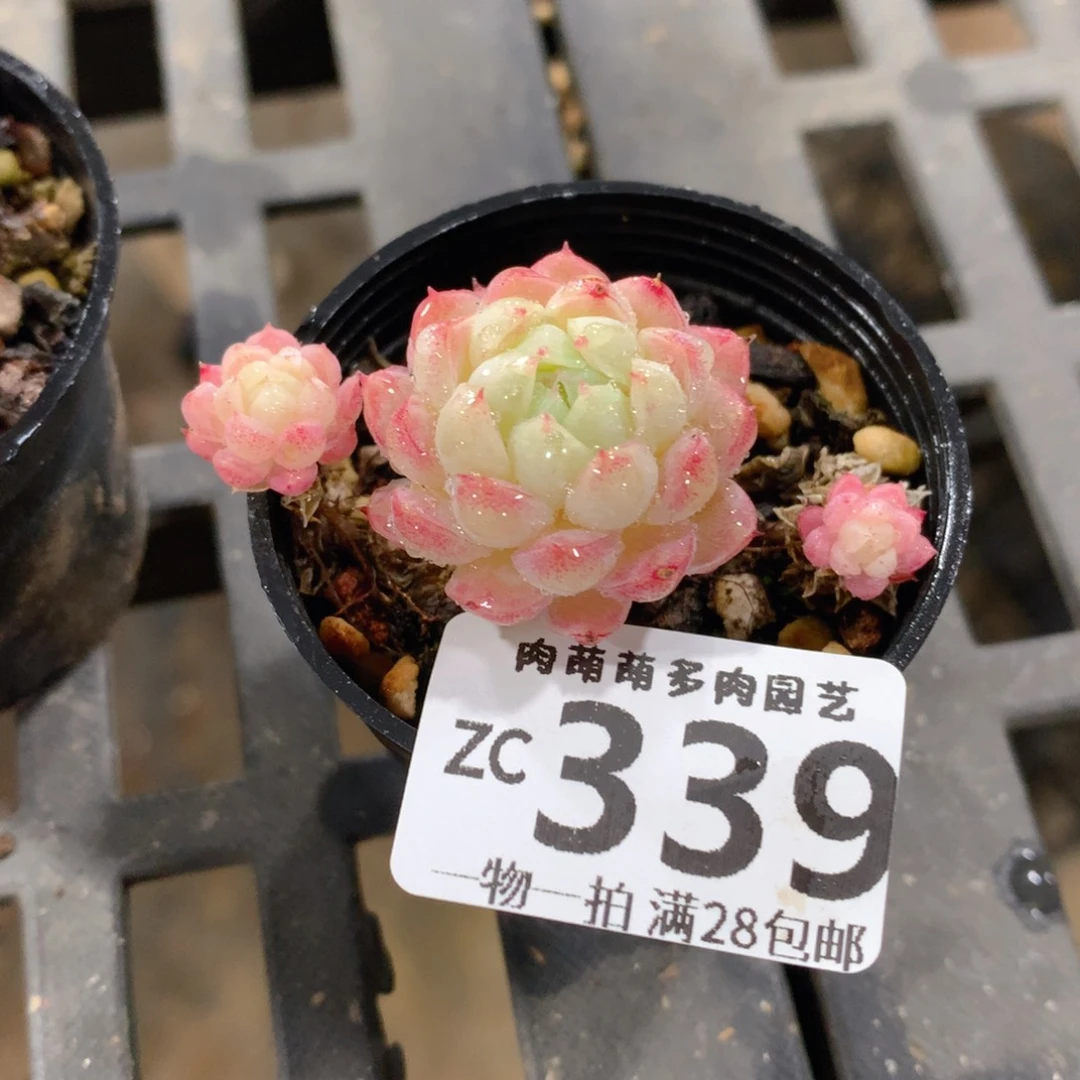 肉萌萌拇指盆精控多肉ZC339