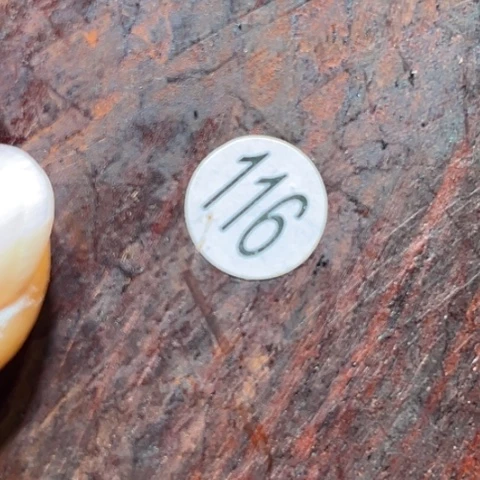 檀香紫檀（小叶紫檀）@*子