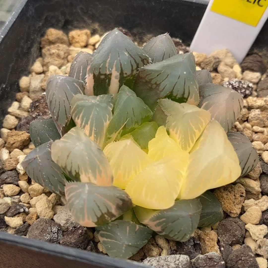 35号实生玉露锦带盆