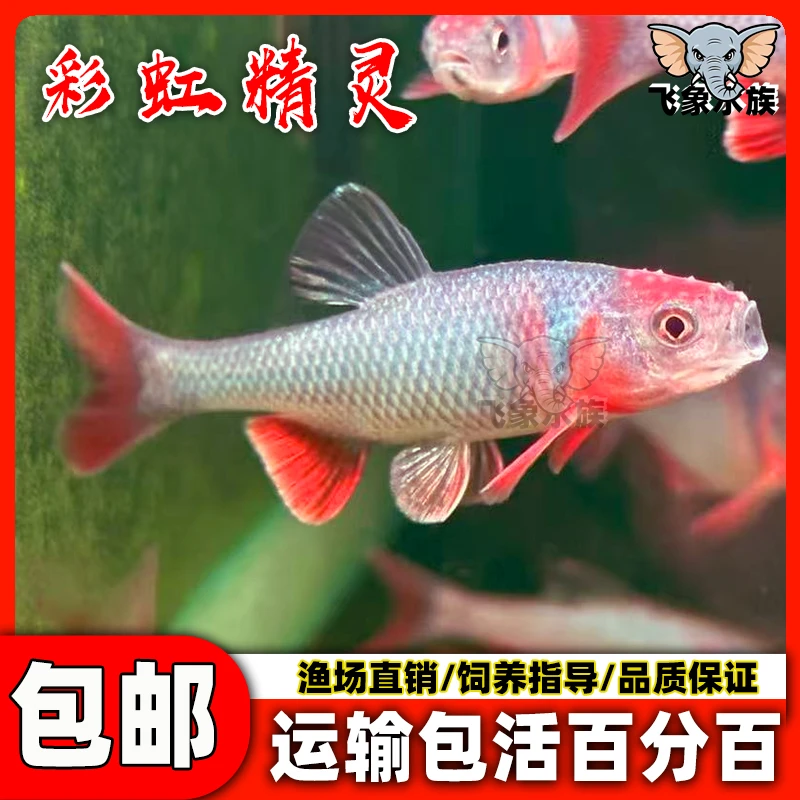 北美进口原生耐寒冷水鱼彩虹精灵淡水群游小型宠物观赏鱼活体水族