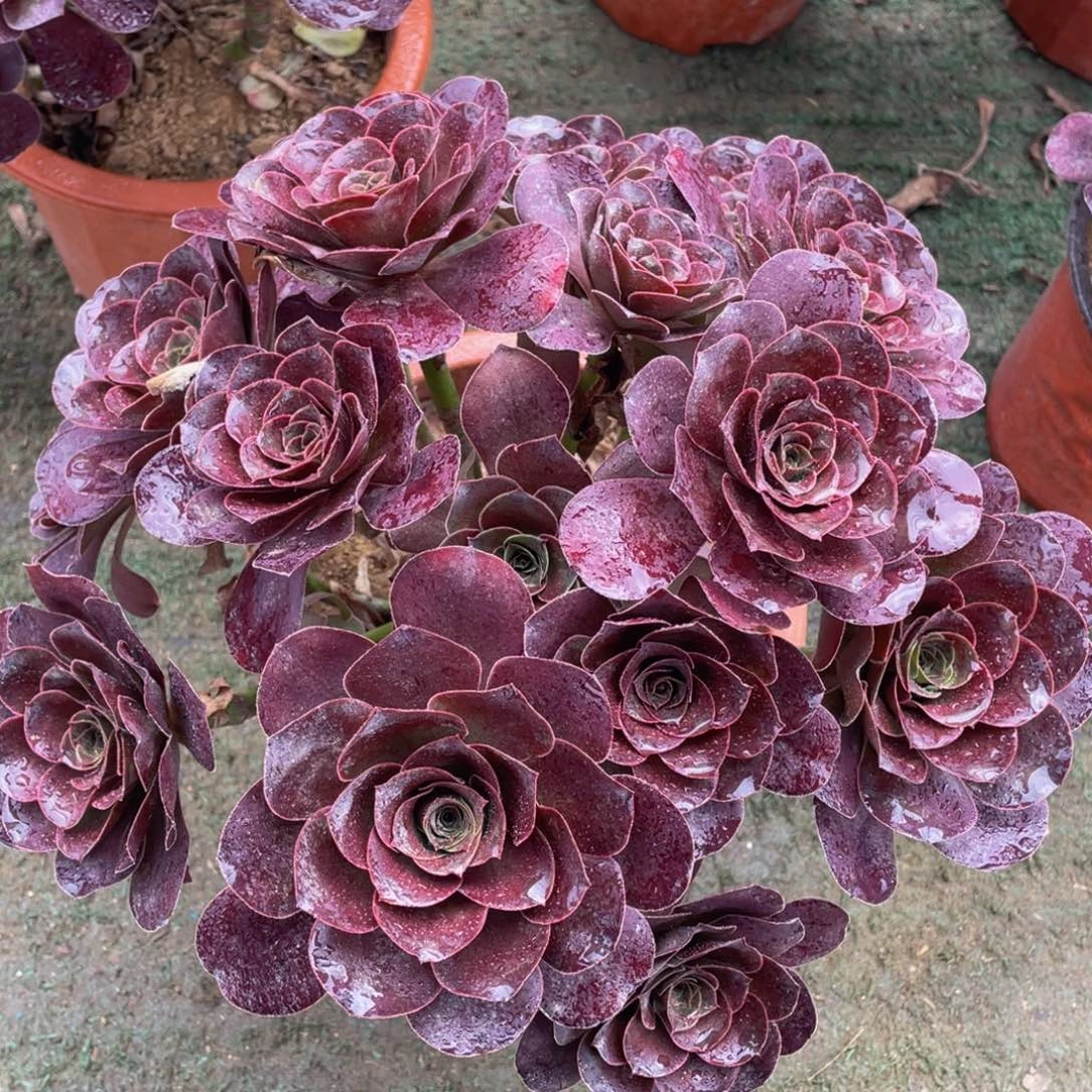 767魅金玫瑰精品法师多肉