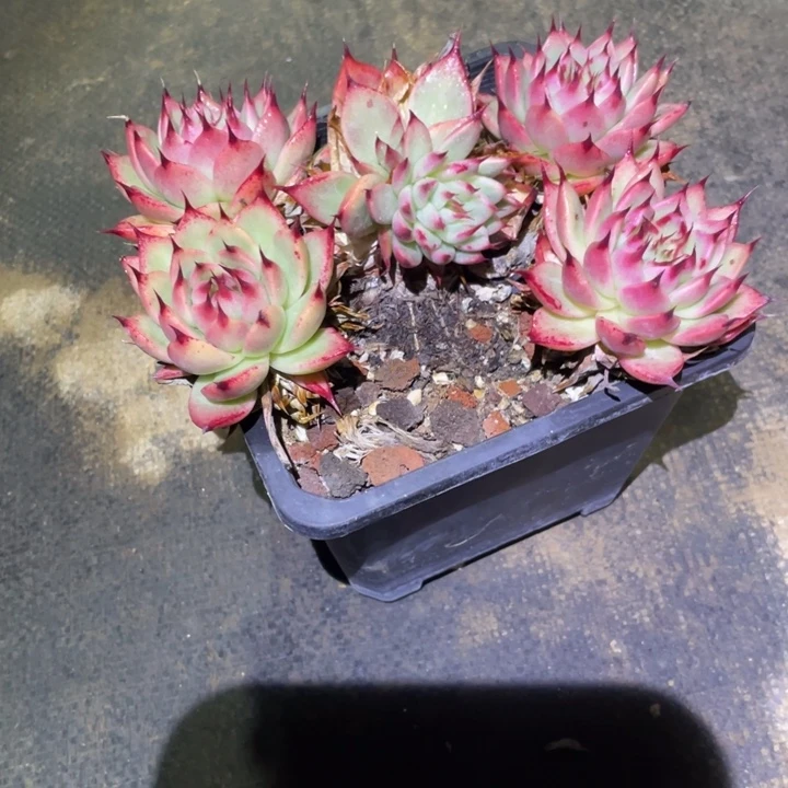 逗****托斯卡多肉一物一拍