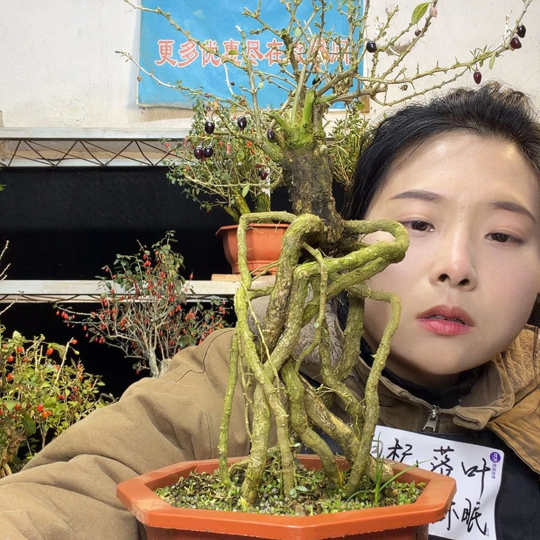 老***童完全开放枸杞盆景