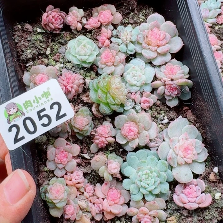 泡***x多肉植物多肉植物