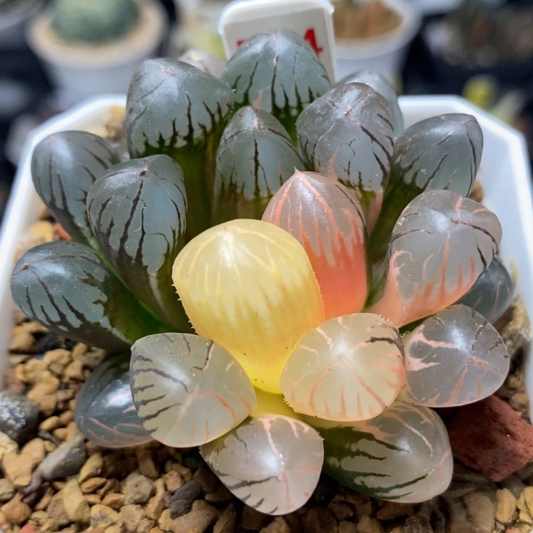 544红太阳玉露锦一物一拍