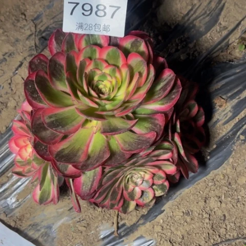 荔枝多肉多肉7987