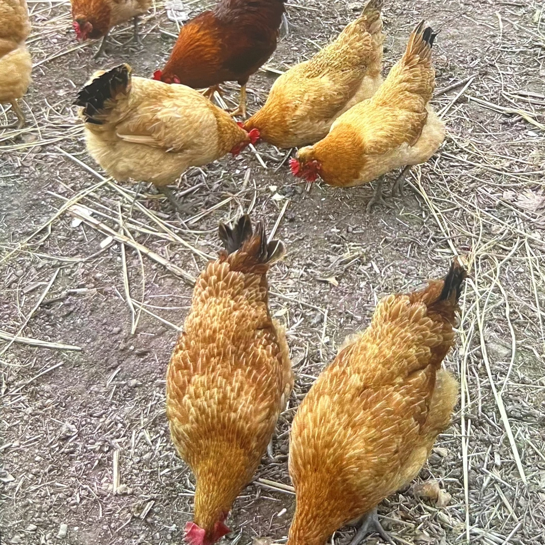 【顺丰快递】正宗农家散养的老母鸡三年～四年的老母鸡带黄油