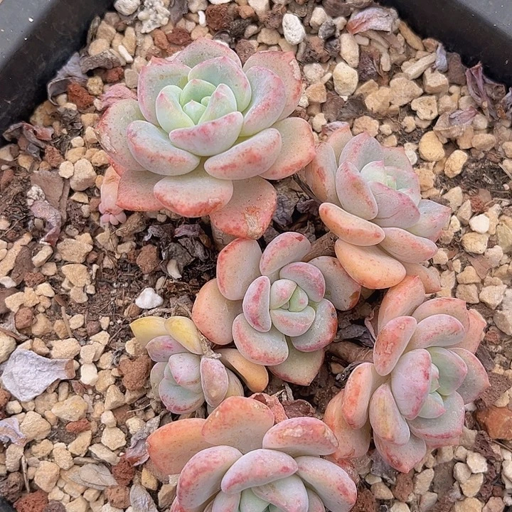 千山雪25111多肉植物