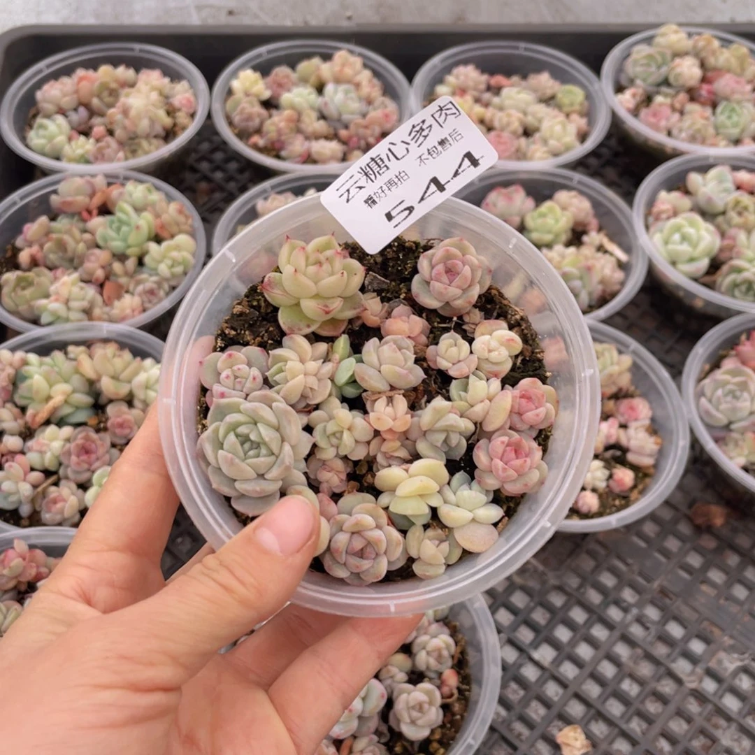 云糖心多肉植物544